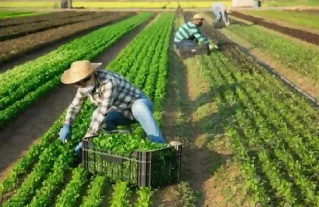 Workers farm jobs in Canada